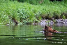 Mama schwimmt zurück an Land