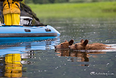 sehr nahe schwammen die Bären an uns vorbei, Khutzeymateen Grizzly Bear Sanctuary