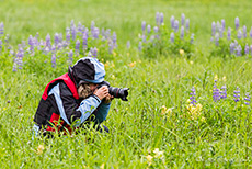 Fotopause auf der Lupinenwiese im leichten Regen, Khutzeymateen Grizzly Bear Sanctuary