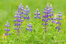 Lupinen im Grün, Khutzeymateen Grizzly Bear Sanctuary