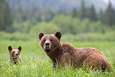 jetzt wird erst einmal ausgiebig gefuttert, Khutzeymateen Grizzly Bear Sanctuary