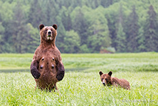 so kann die Bärin richtig schauen, Khutzeymateen Grizzly Bear Sanctuary