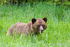 ein anderer Bär mit misstrauischem Blick