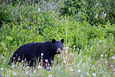 Schwarzbär in der Pusteblumenwiese