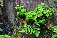 im Wald, Wells Gray Provincial Park, British Columbia, Kanada