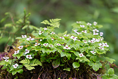 Blümchen, Wells Gray Provincial Park, British Columbia, Kanada