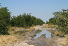 der Weg nach Savuti