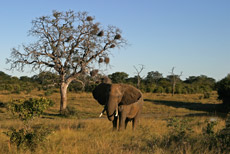 Hwange Park