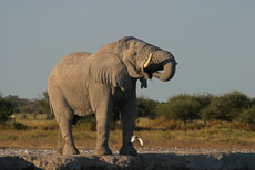 Elefante in der Nxai Pan
