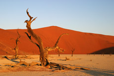 Deadvlei