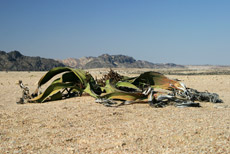 Welwitschia