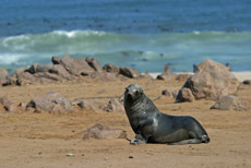 Cape Cross