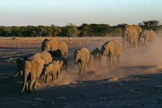 durstige Elefantenfamilie