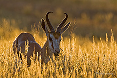 Springbock im letzten Licht