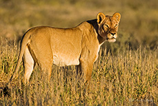Lwin in der Kalahari