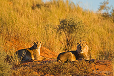 Löwenpaar auf den roten Dünen der Kalahari