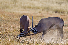 Kräftemessen der Orxy Antilopen