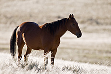 Wildpferd in der Namib