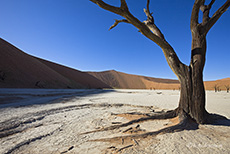 Tote Bäume im Deadvlei