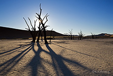 Lange Schatten im Deadvlei