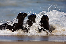 Zwergpelzrobben am Strand