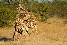 Giraffen beim Kräftemessen