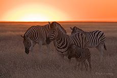 Zebras im Sonnenuntergang