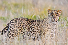 Unser erster Leopard im Etosha NP