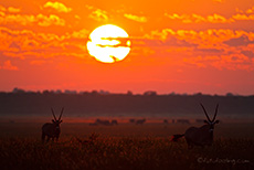 Oryxherde an der Lengau Pan