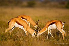 Springböcke an der Sunday Pan