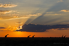 Giraffen an der Phokoje Pan