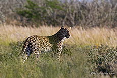 unerwartete Begegnung mit einer Leopardin