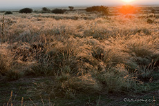 Gras mit Tau