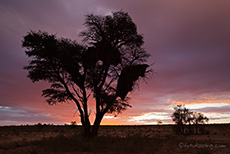 Stimmung am Morgen im Kgalagadi Transfrontier Park