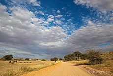 Gnus am Wegesrand im Kgalagadi Transfrontier Park