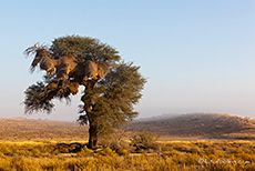 Webervogelbaum