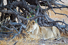 Löwin im Schatten