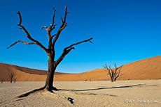 immer wieder schön im Deadvlei