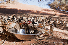 Unzählige Webervögel kommen zum Trinken und Baden