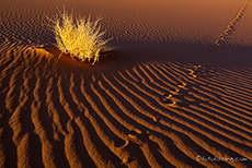 Oryxspuren im Sand