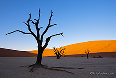 Einer unserer Lieblingsbäume im Deadvlei