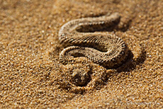 Eine Sidewinder (Peringuey-Otter / Bitis Peringueyi)