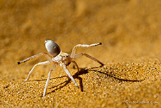 Radschlagende Weisspinne (Carparachne aureoflava)