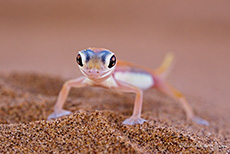 Wüstengecko