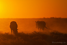 Zebras im Sonnenuntergang