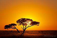 Unser neuer Baum im Etosha Nationalpark