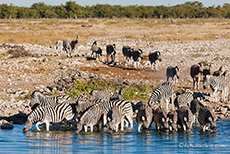 Zebras am Wasserloch von Okaukuejo