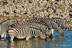 Zebras beim Trinken