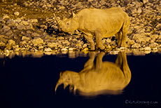 Nachts am Wasserloch von Okaukuejo, ein Spitzmaulnashorn