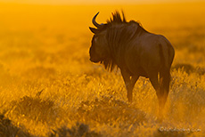 Gnu im Gegenlicht, Etosha Nationalpark